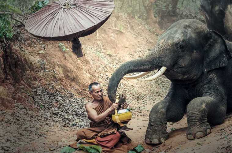 Stop elephant rides