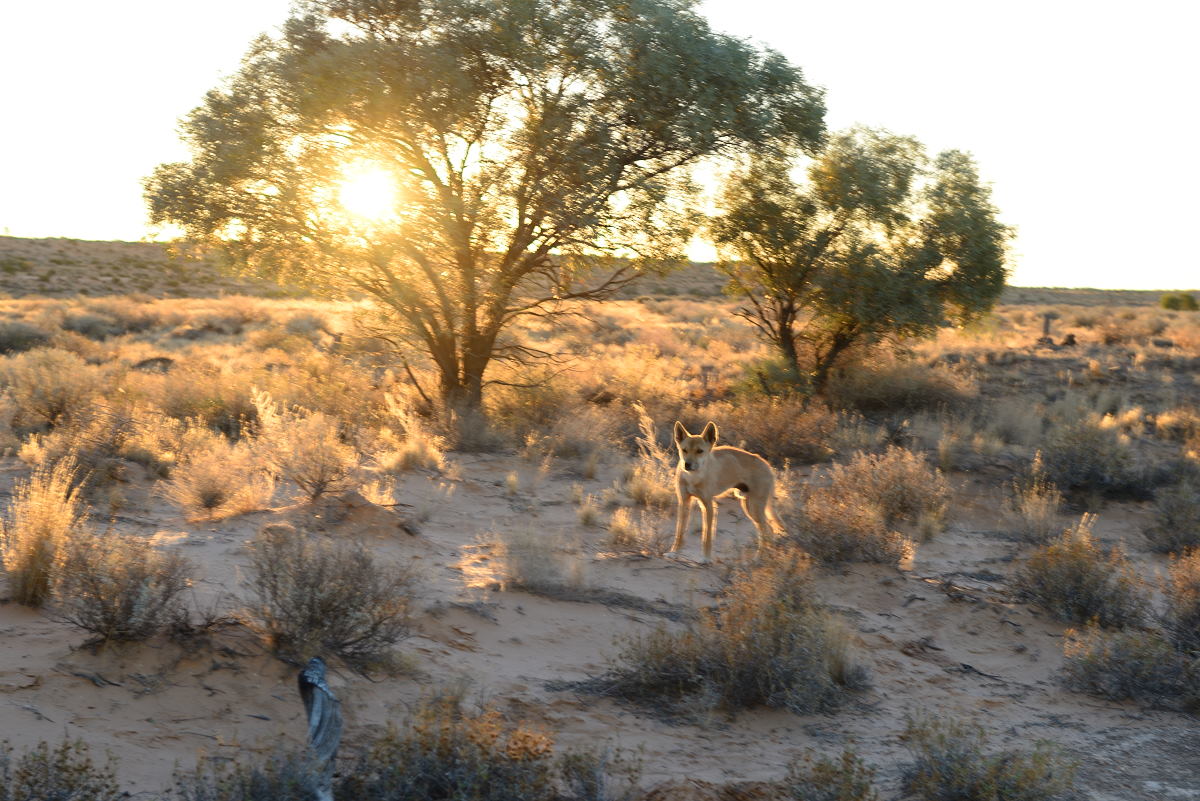 Wild dingoes in the Simpson Desert