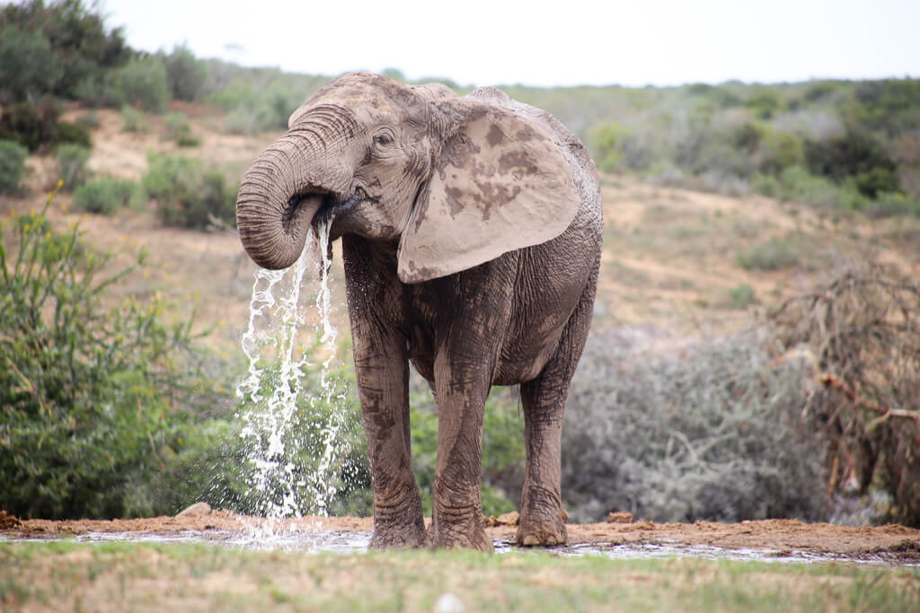 11 Amazing & Ethical Elephant Experiences Around the World