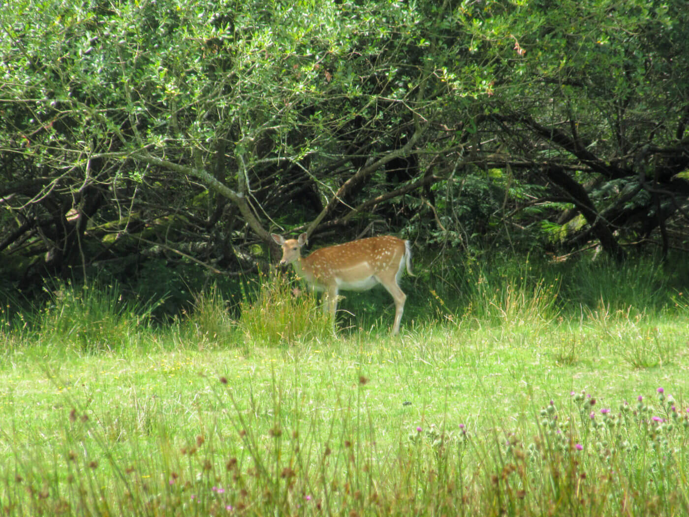 Deer at Bolderwood Deer Sanctuary, the New Forest