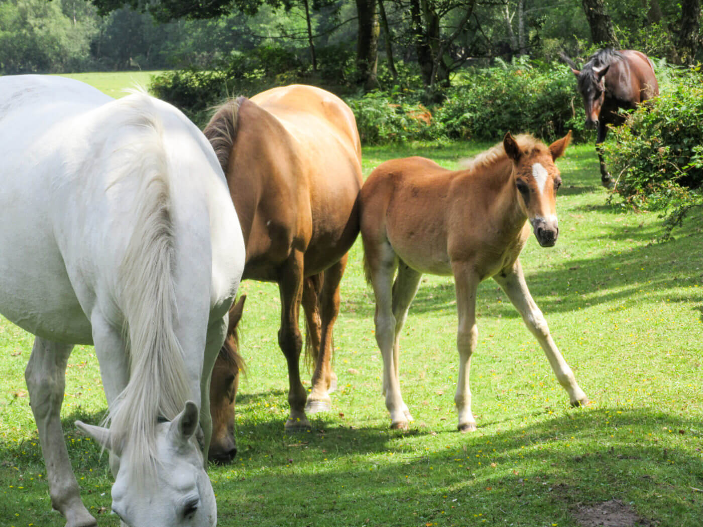 New Forest Ponies