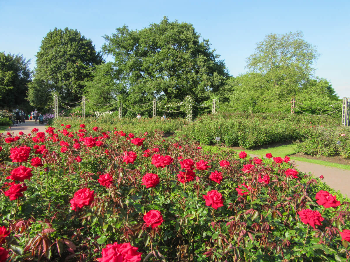 Rose Garden, Regent's Park
