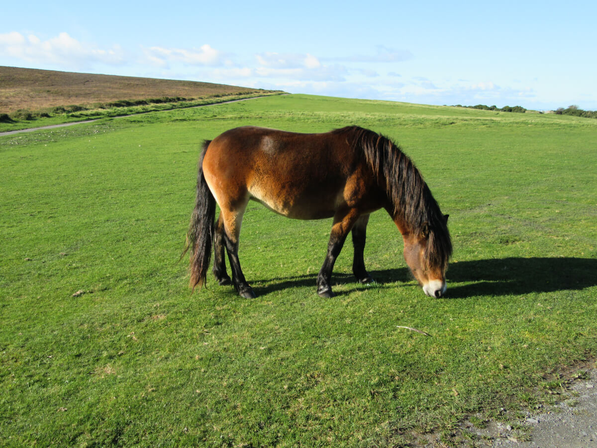Where to see Exmoor ponies