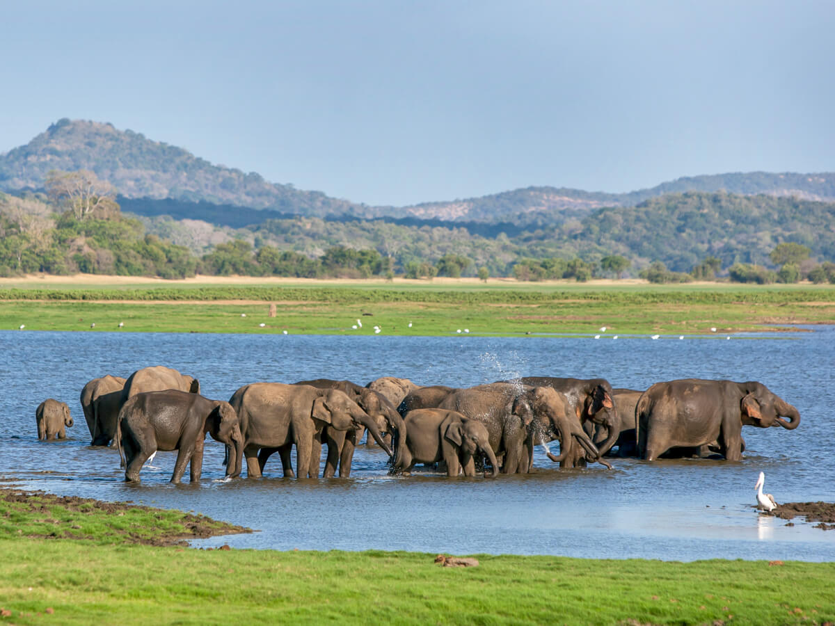Elephant gathering at Minneriya National Park, Sri Lanka