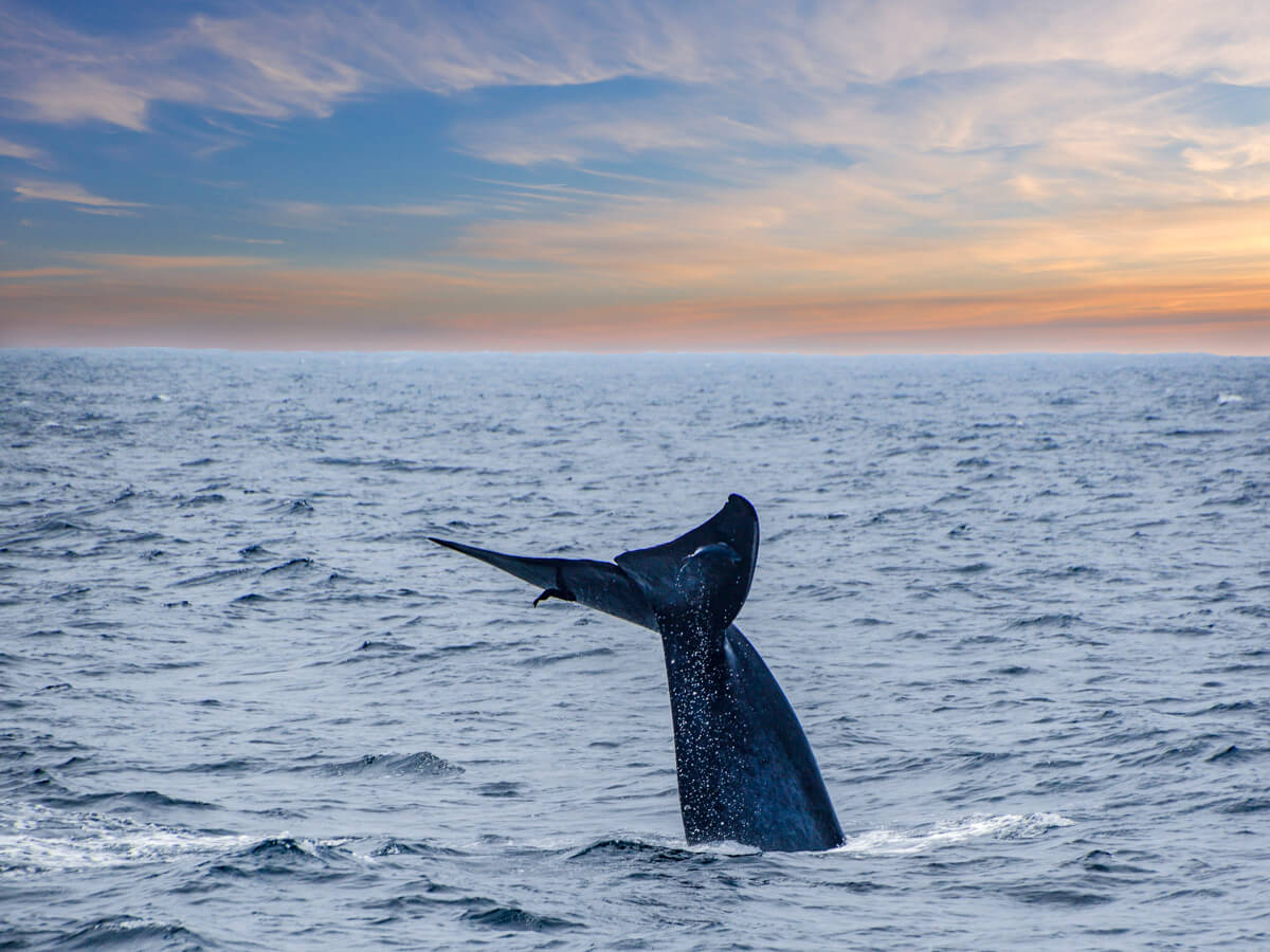 Blue whale diving into the ocean near Mirissa, Sri Lanka