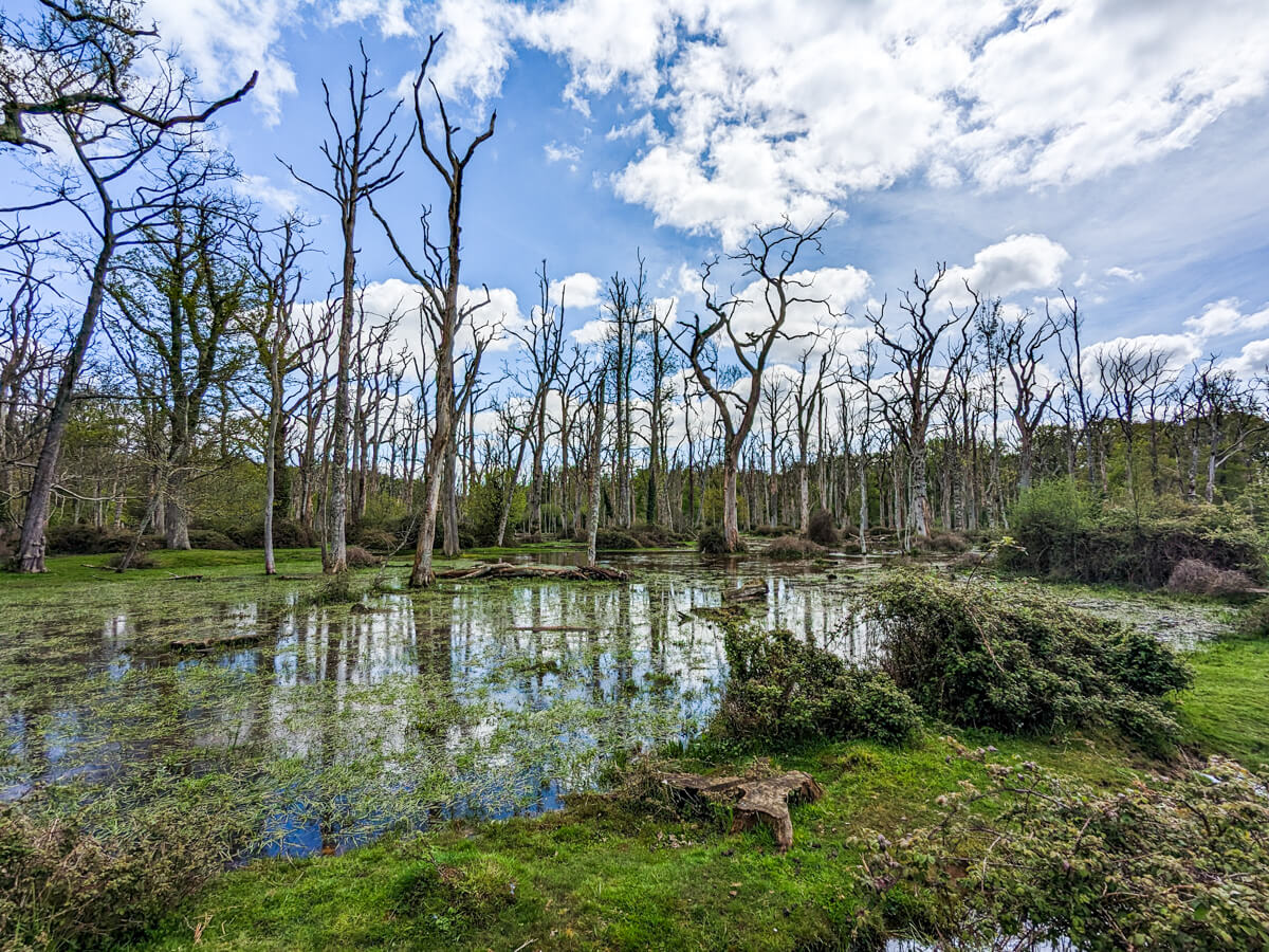 Dead Trees Ornamental Woods