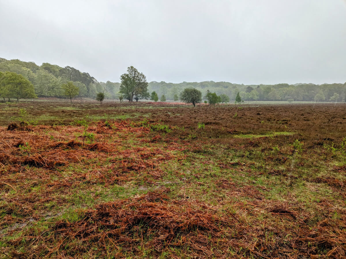 Heathland on the Lyndhurst Parish Walk