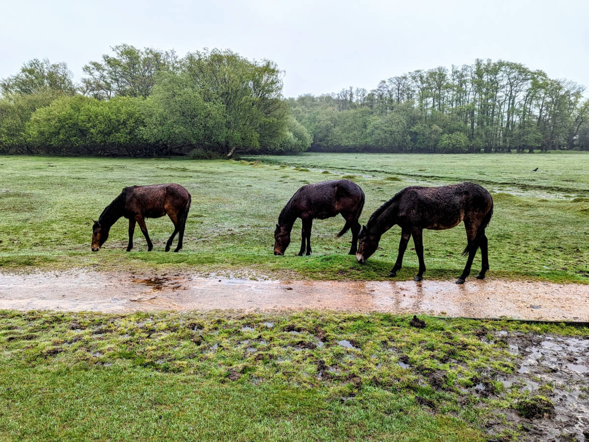 Three New Forest Ponies grazing