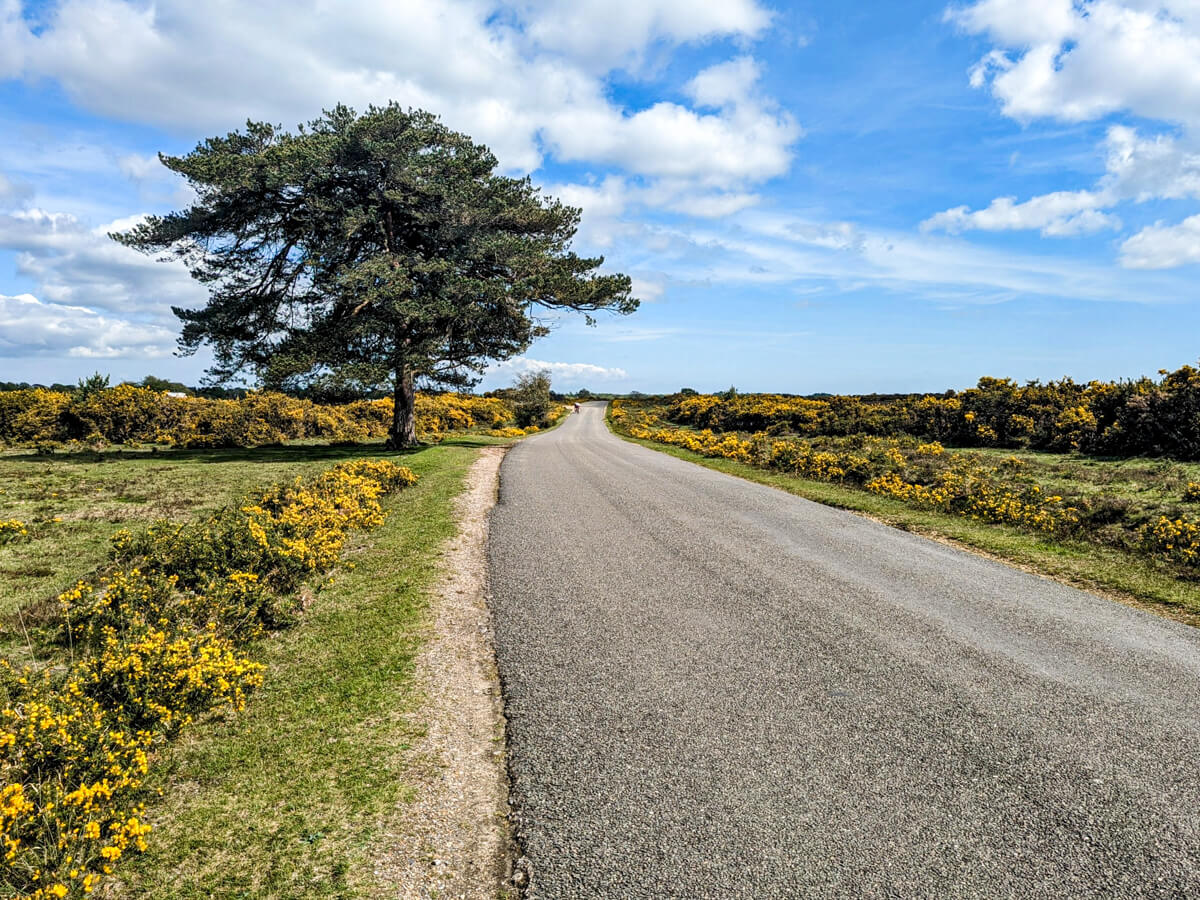 Rhinefield Road