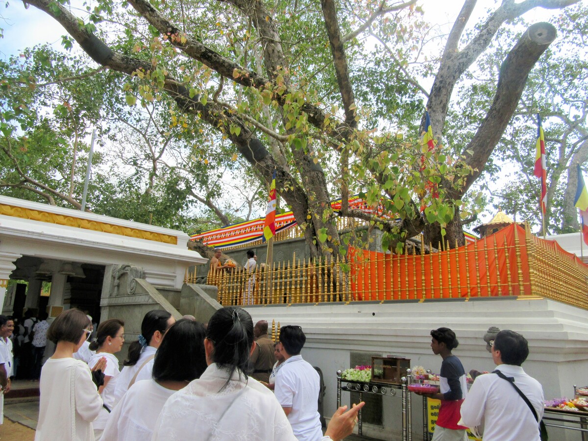 Anuradhapura Bodhi tree