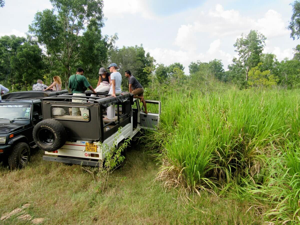 Jeeps in Minneriya National Park