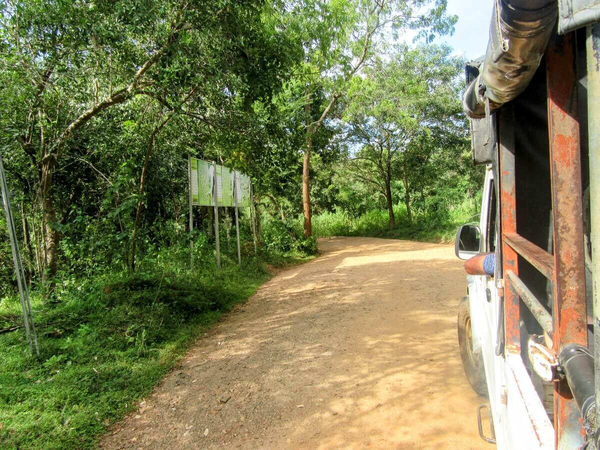 Jeep driving through Minneriya National Park
