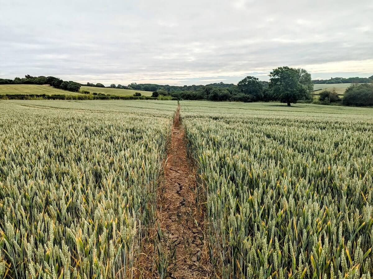 Chigwell Row Farmland