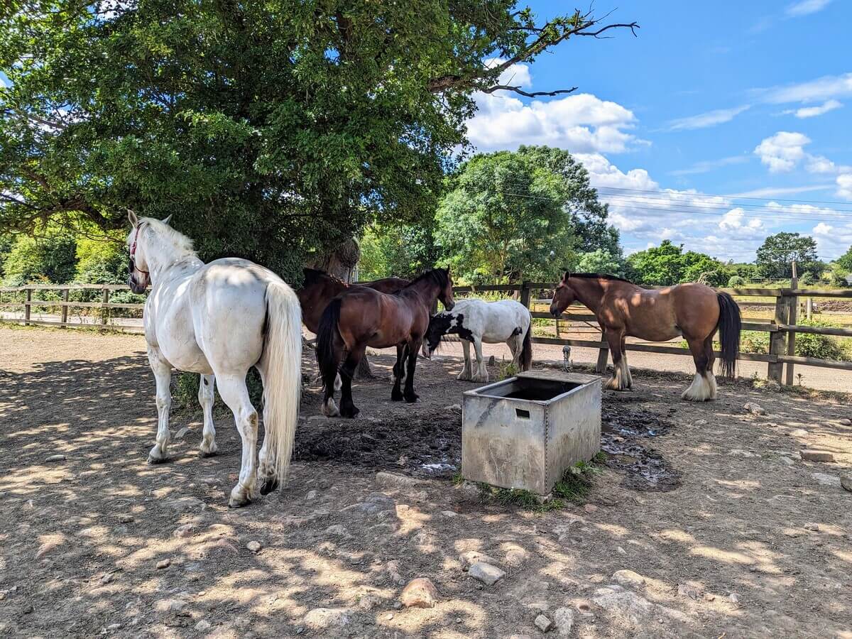 Horses near Havering Country Park