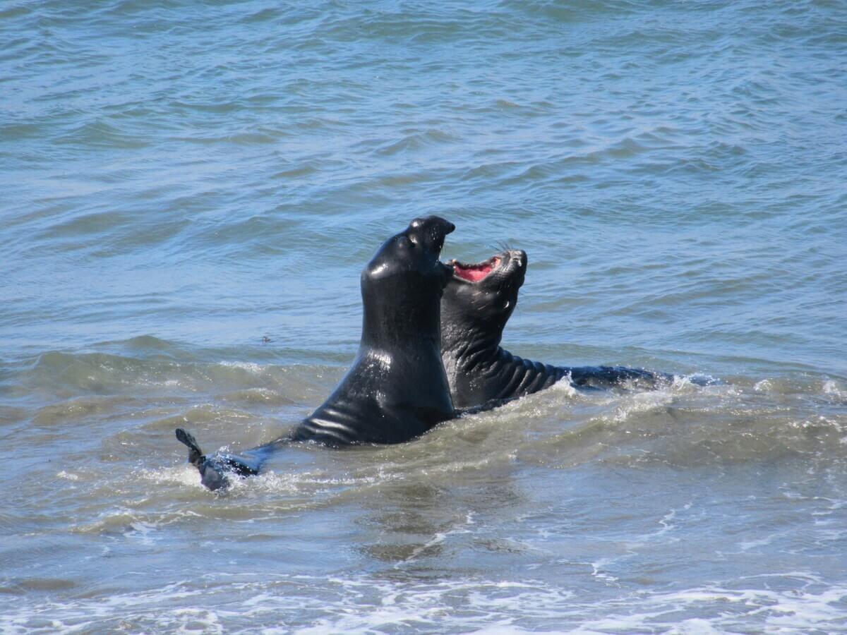 Bull Elephant Seals Fighting
