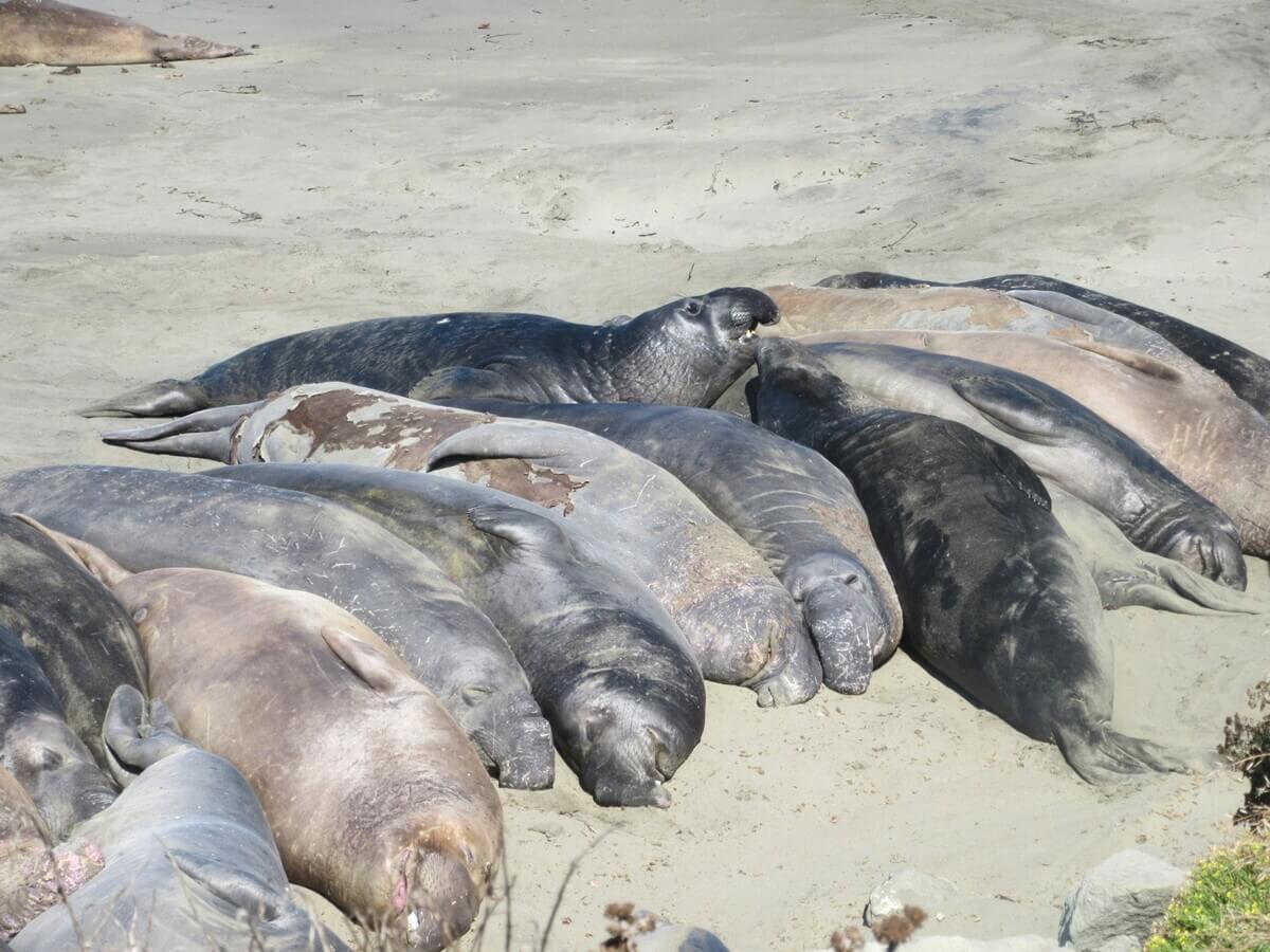 Elephant Seals at San Simeon
