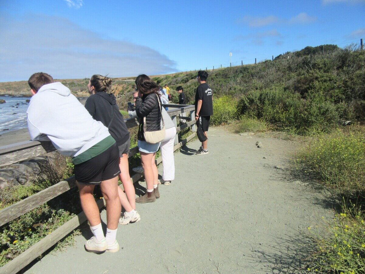 Rookery at San Simeon
