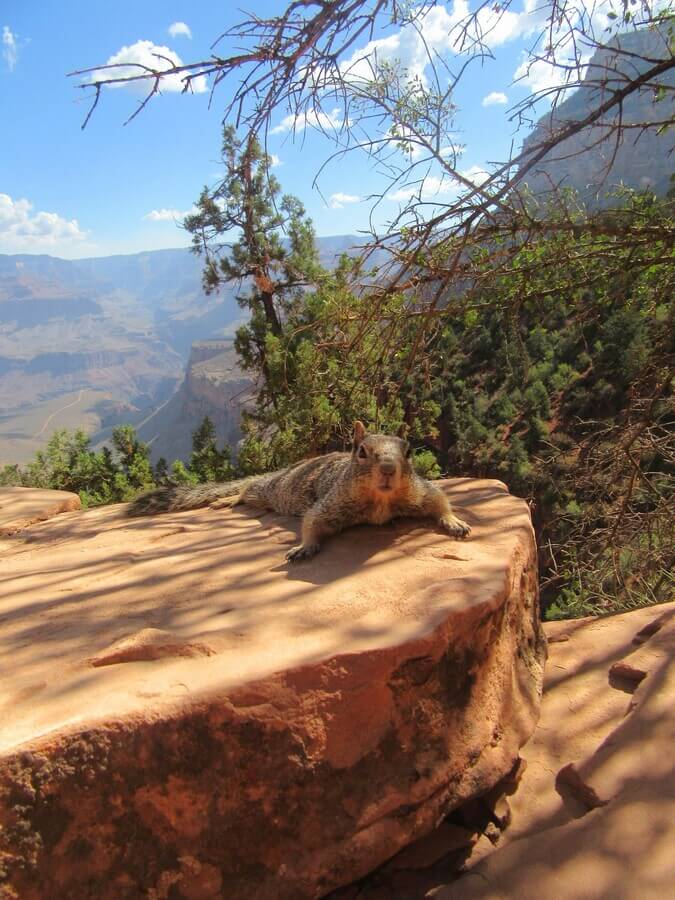 Ground squirrel in the Grand Canyon