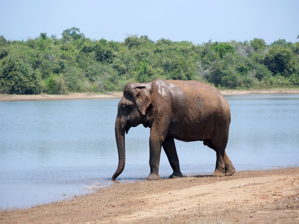 Elephant in Udawalawe National Park