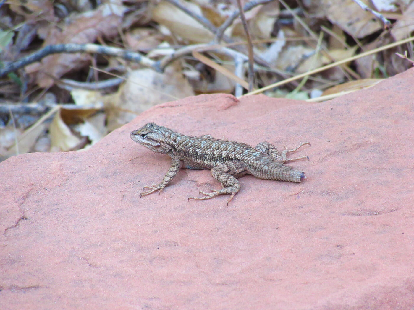 Lizard in Zion National Park