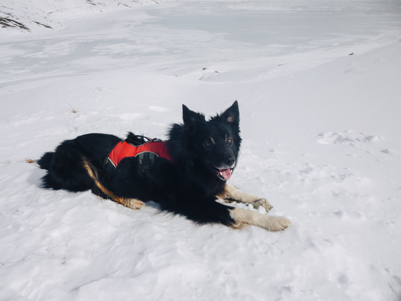 Border collie on Helvellyn
