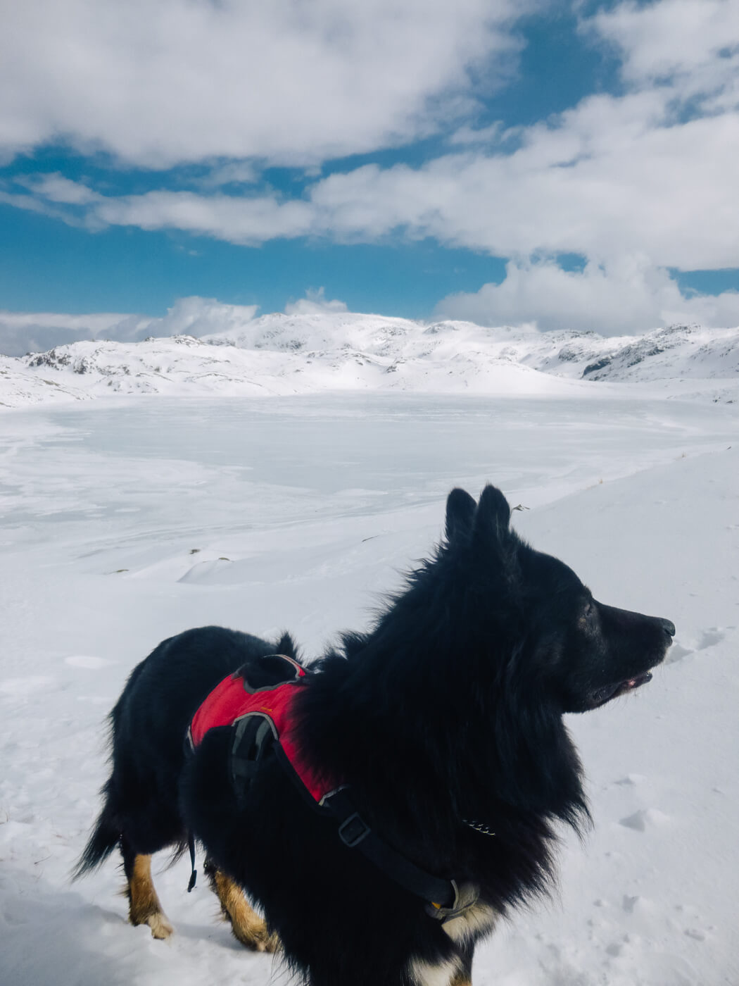 Border collie on Helvellyn