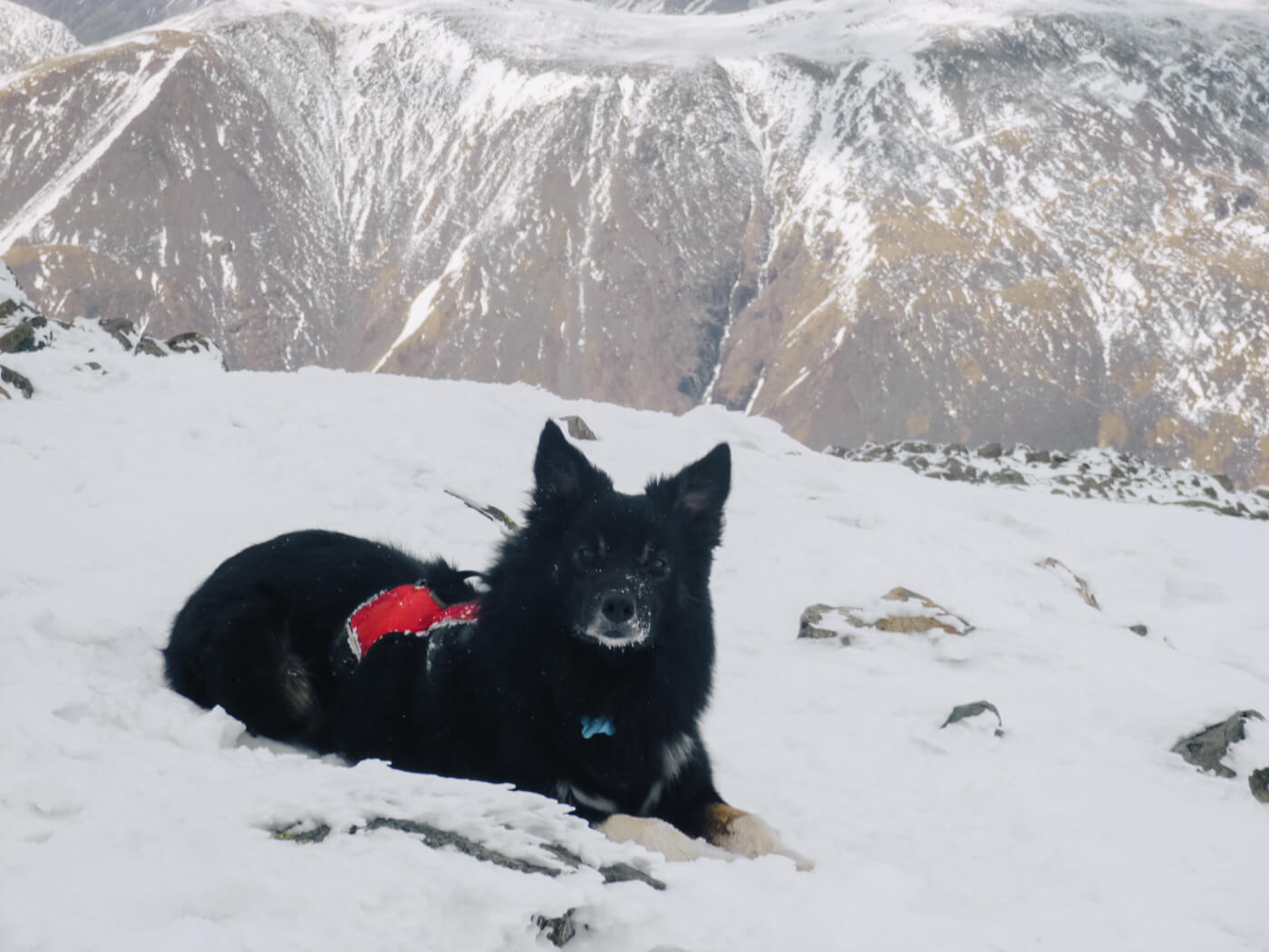 Border collie on Helvellyn