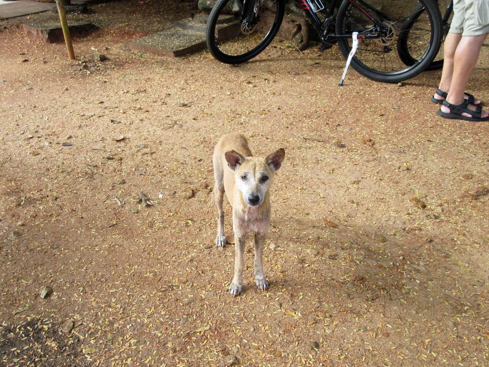 Stray dog in Sri Lanka