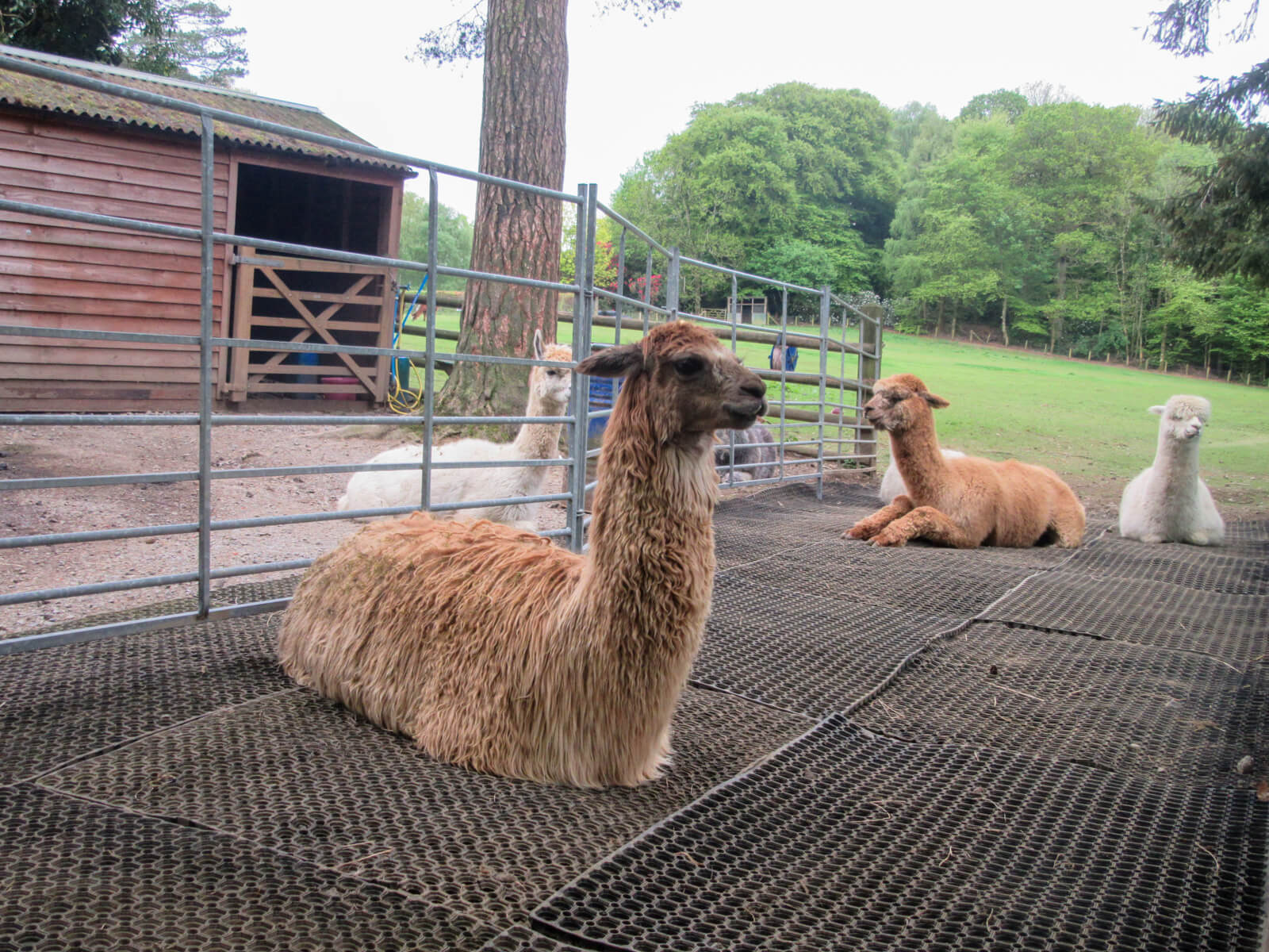 Alpacaly Ever After