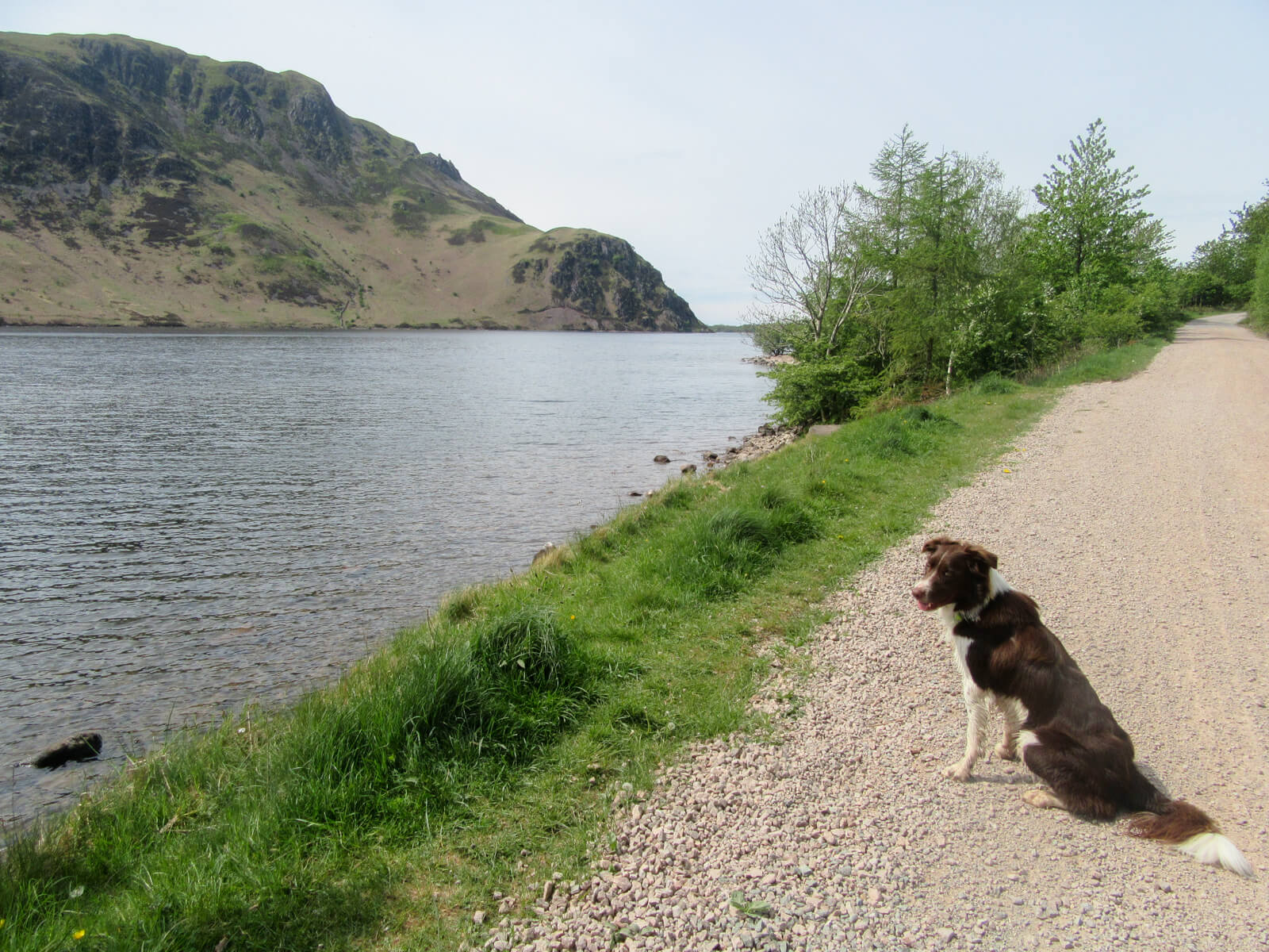 A border collie on the lakeside walk around Ennerdale Water