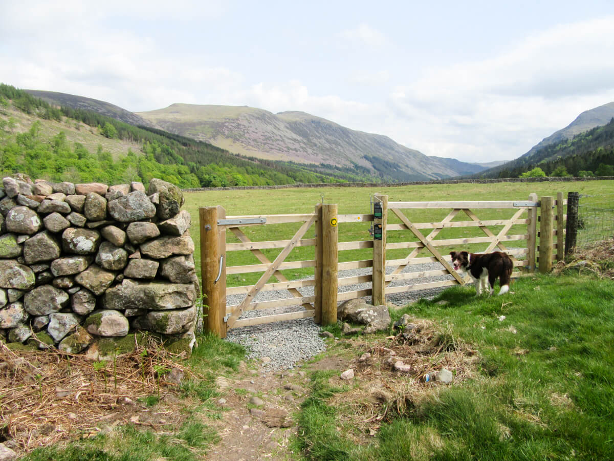 Border collie standing by a gate in Ennerdale, Lake District