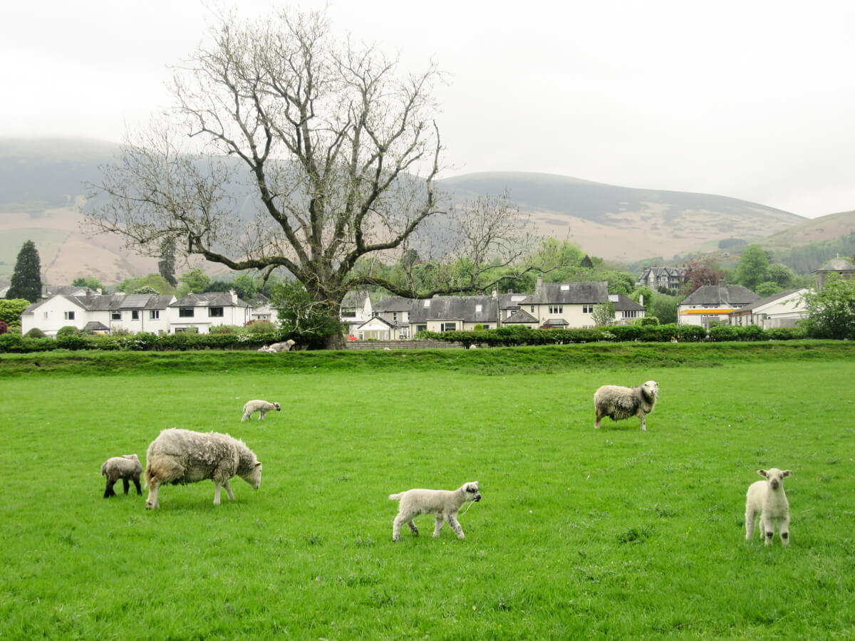 Lambs in a field in Keswick, Lake District