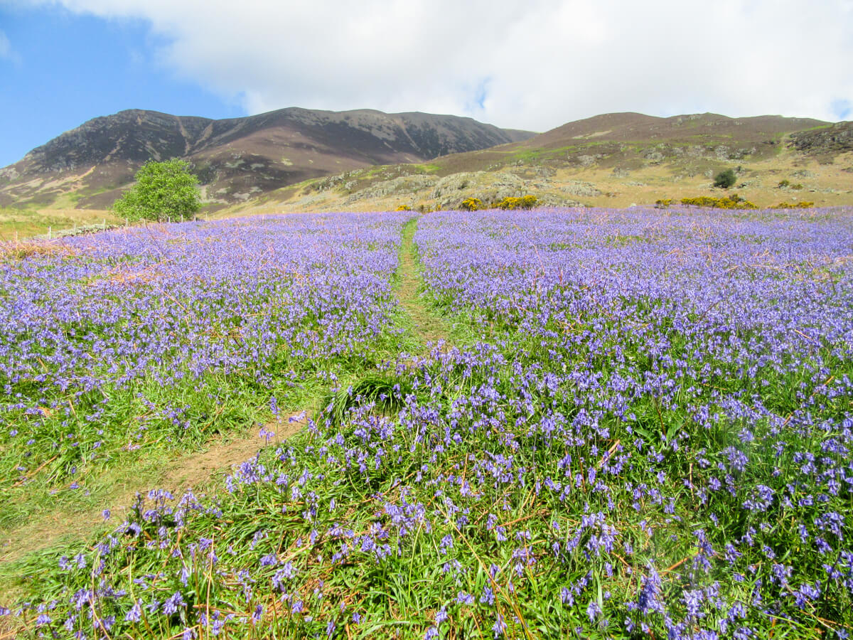 Rannerdale Bluebells, Lake District