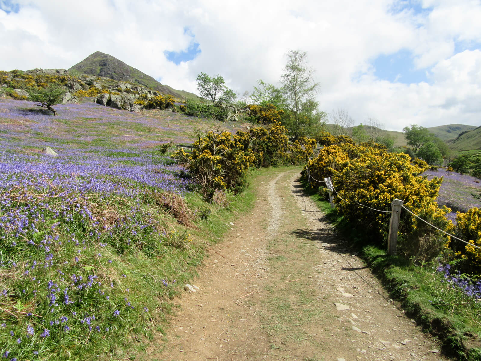 Bluebells along the path in the Rannerdale Valley