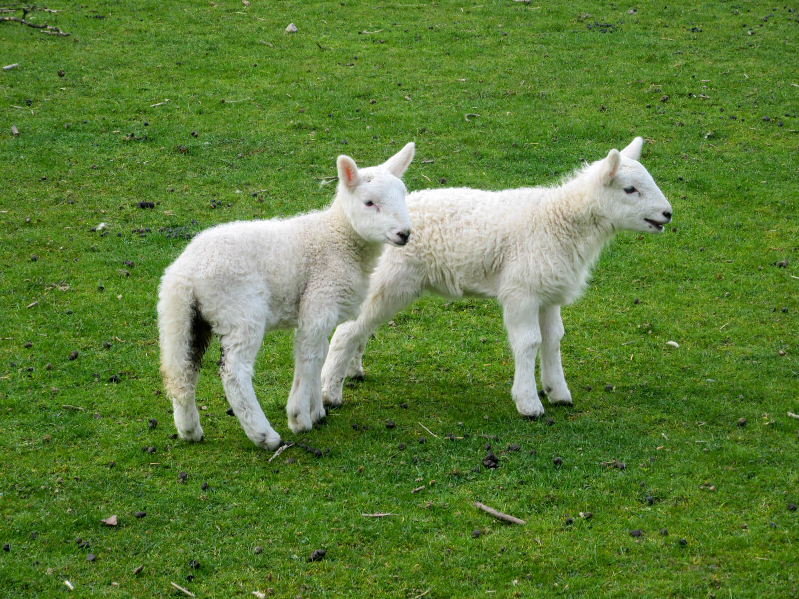 Borrowdale Lambs
