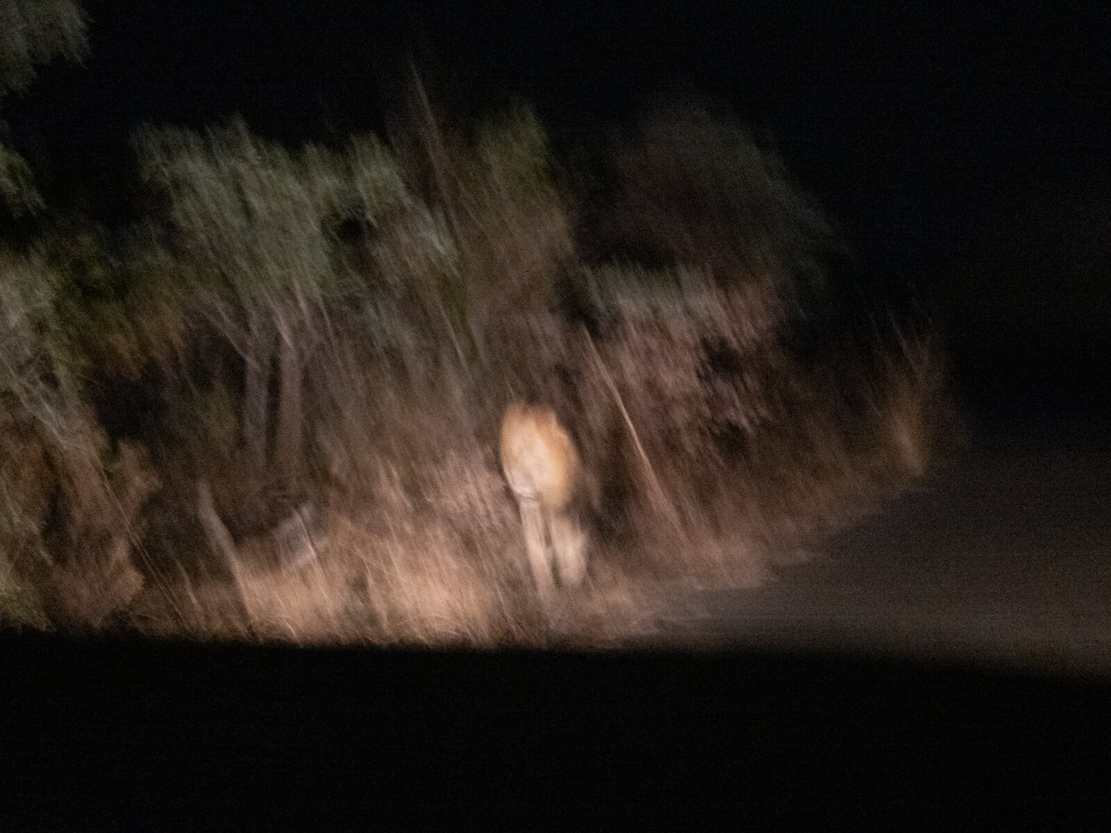 Lion on a night safari in Kruger National Park