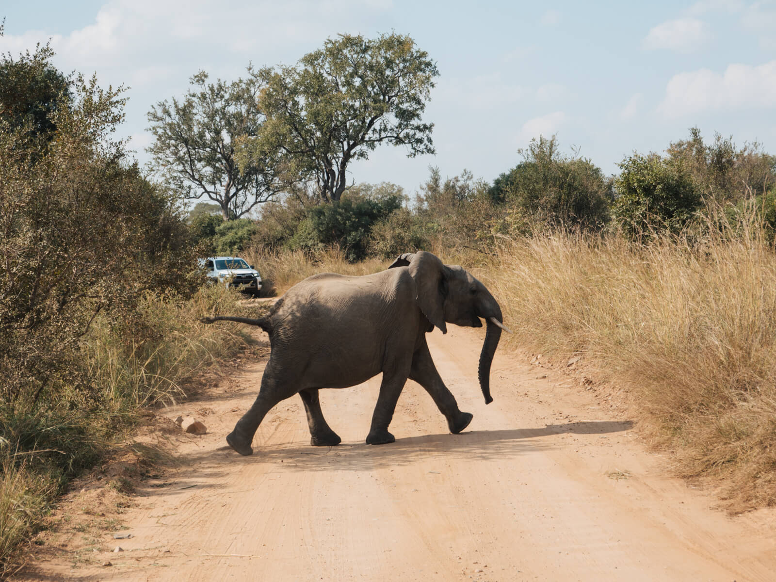 Elephant crossing the road in Kruger National Park