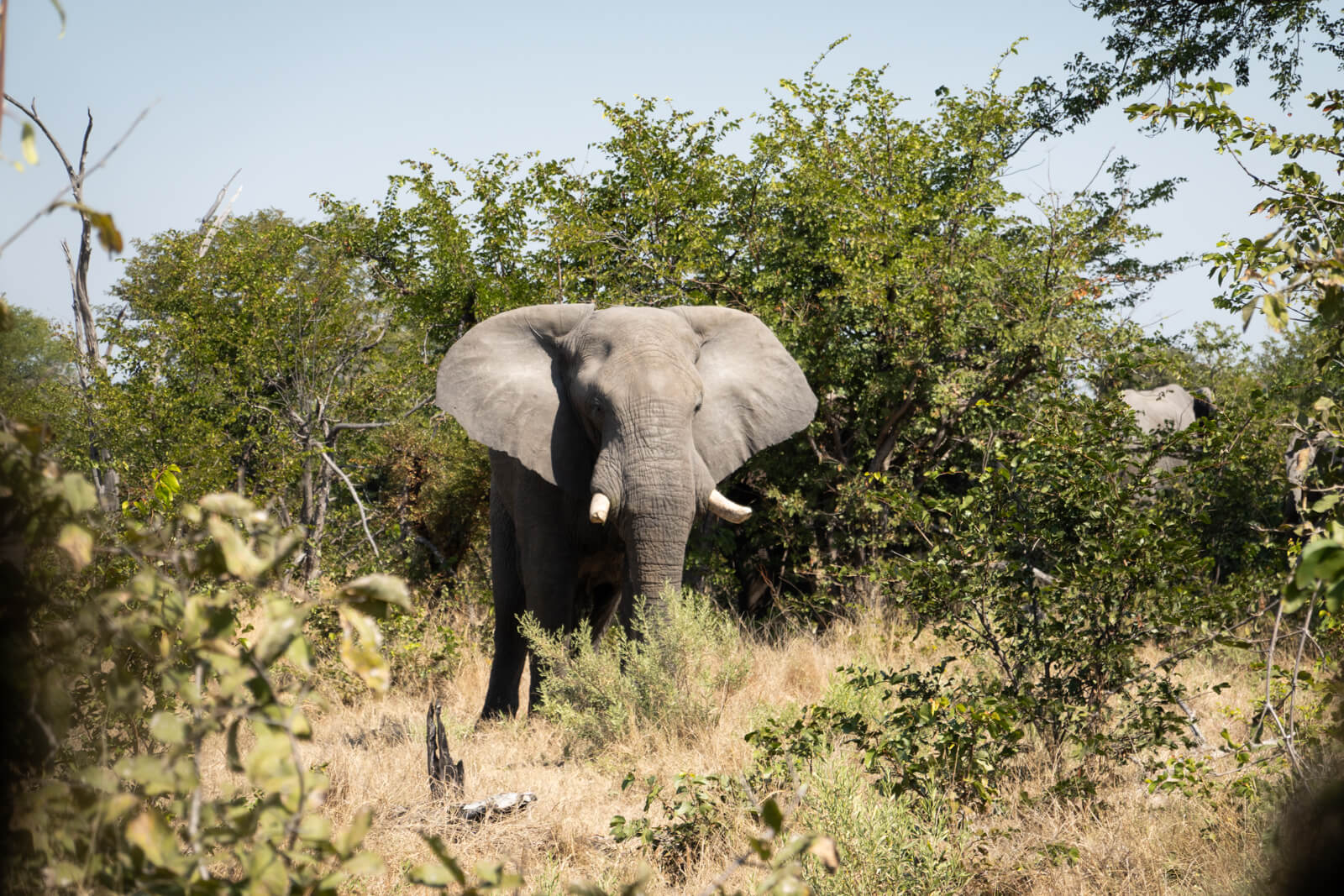 Elephant in the Okavango Delta, Botswana