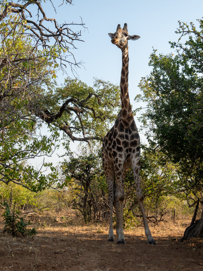 Giraffe in Chobe National Park, Botswana
