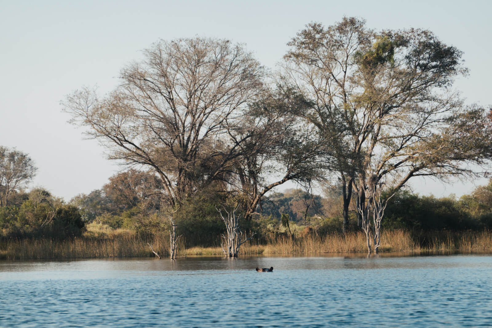 Hippo submerged in the water in the Okavango Delta, Botswana
