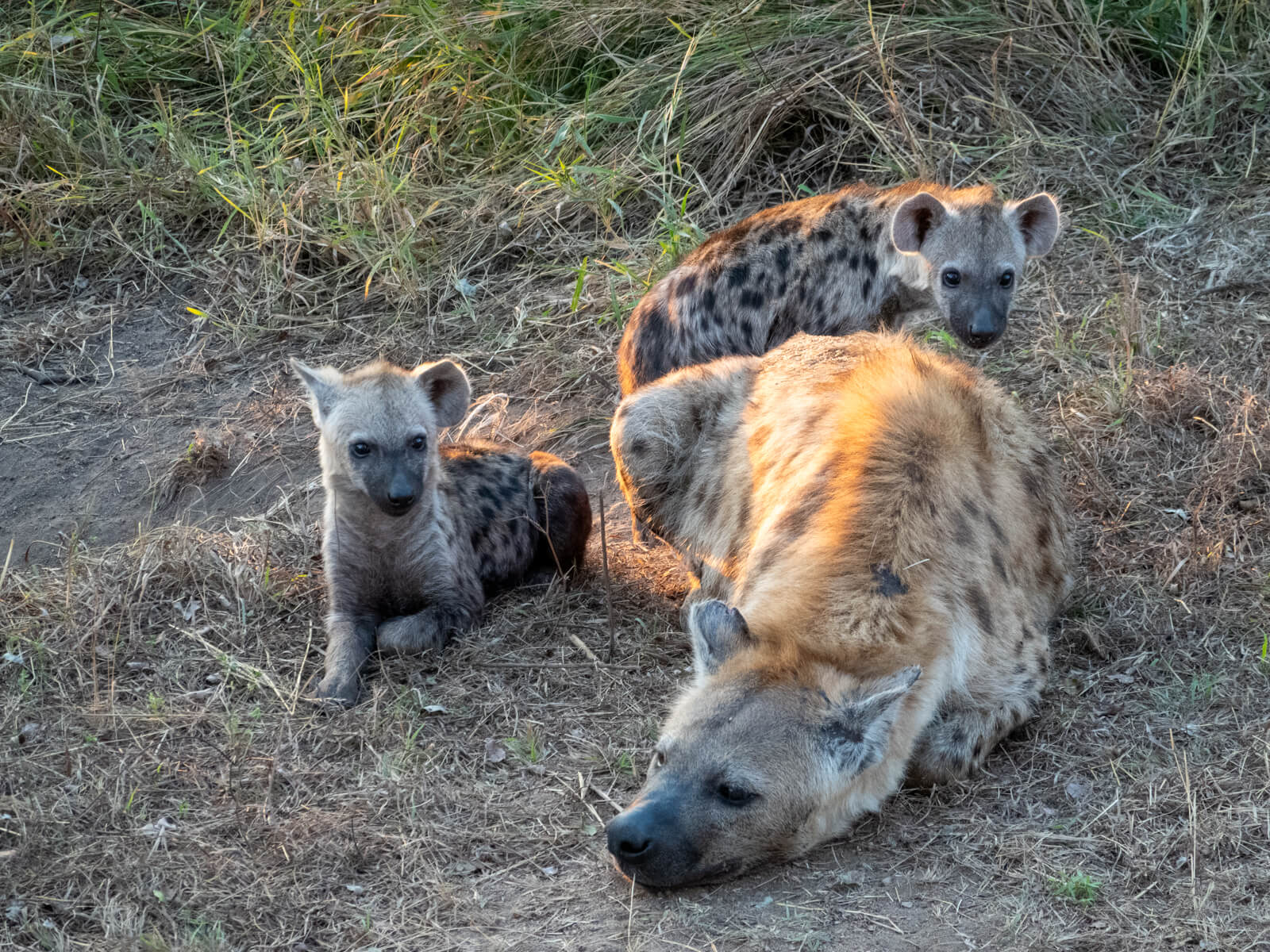 Hyena cubs in Kruger National Park, South Africa