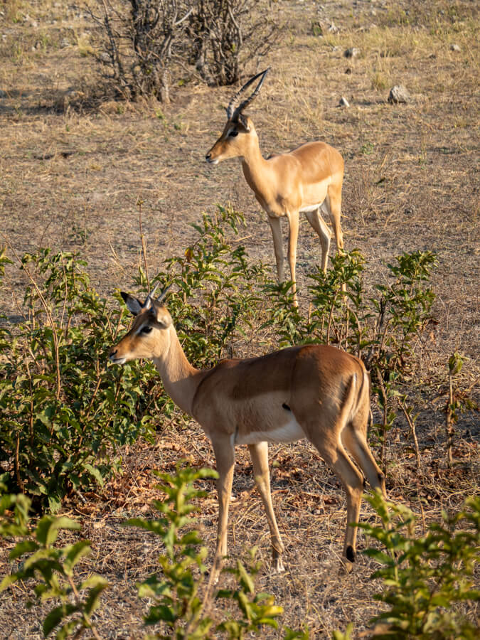 Impala in Chobe National Park, Botswana
