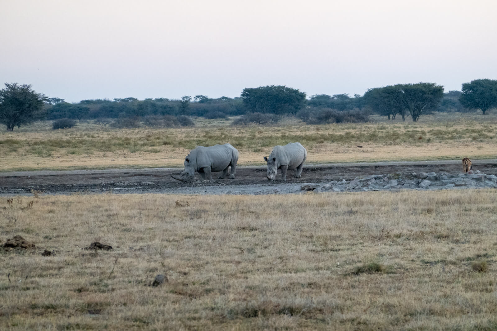 Rhinos at Khama Rhino Sanctuary in Botswana