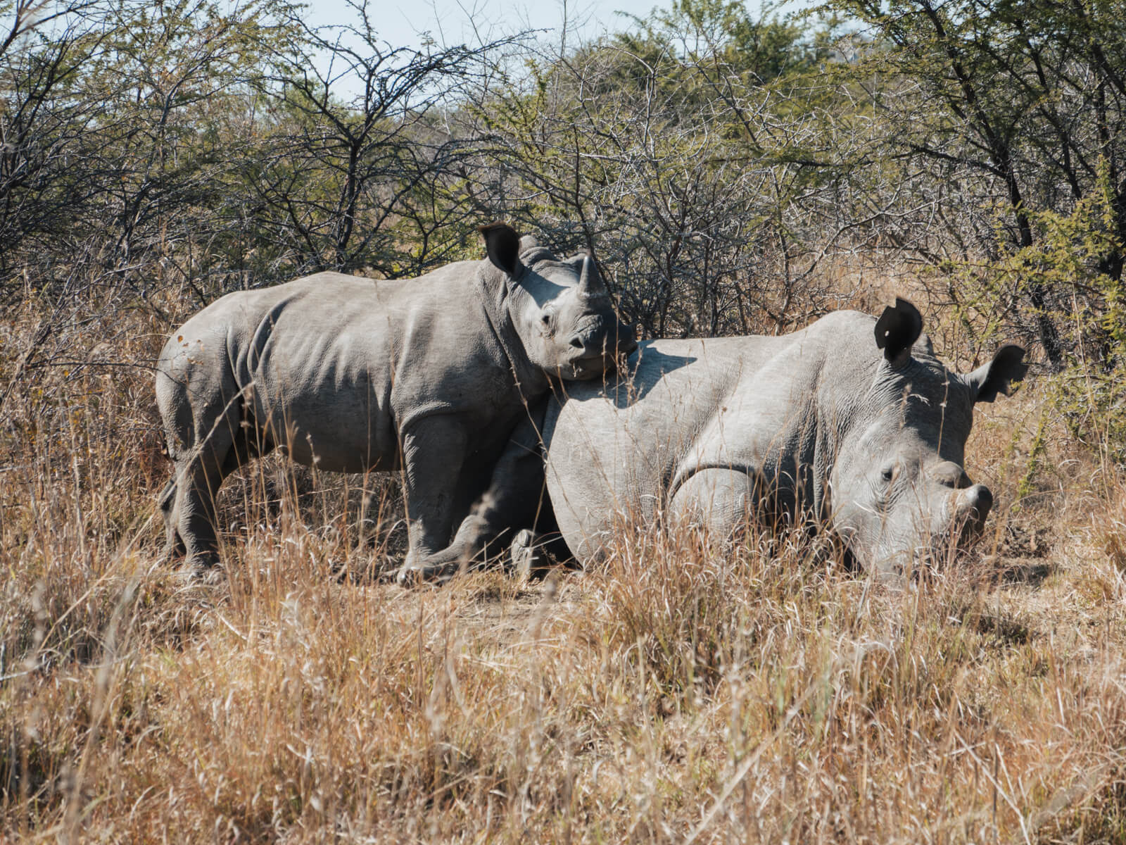 Rhinos at Matobo National Park, Zimbabwe