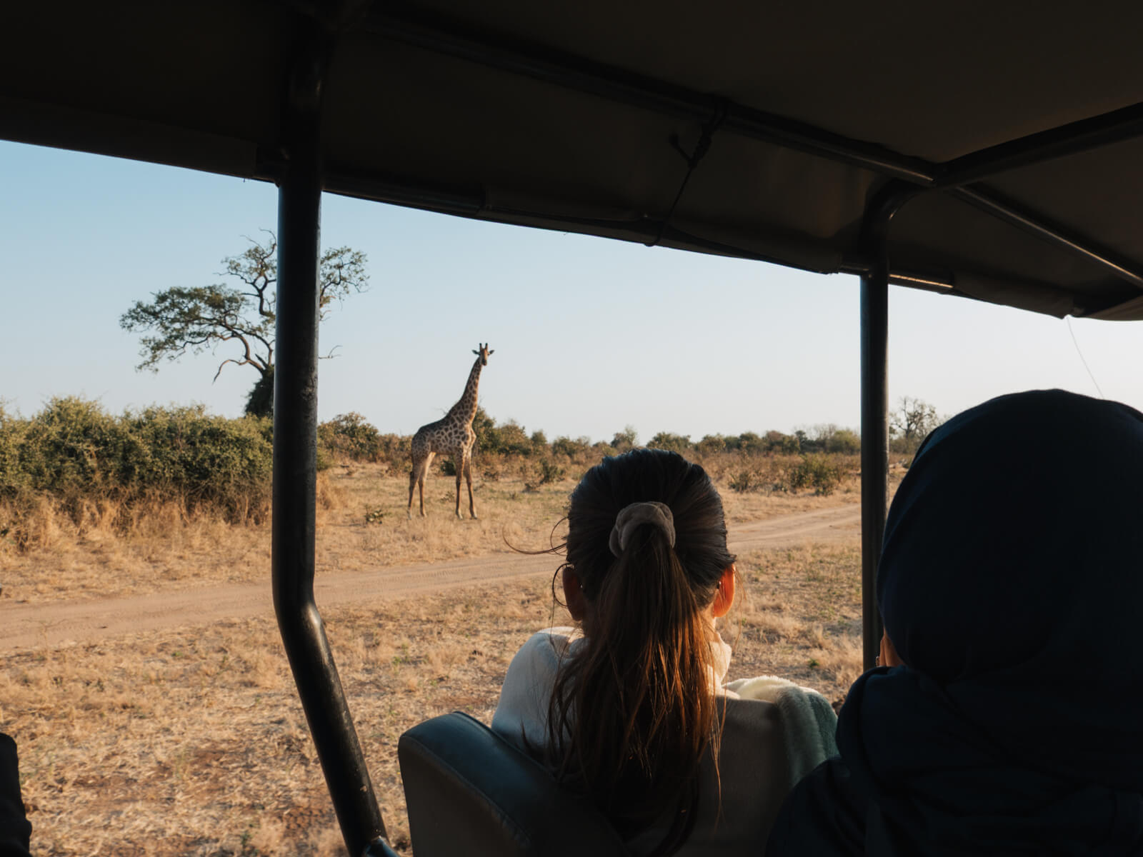 Watching a giraffe on safari in Chobe National Park