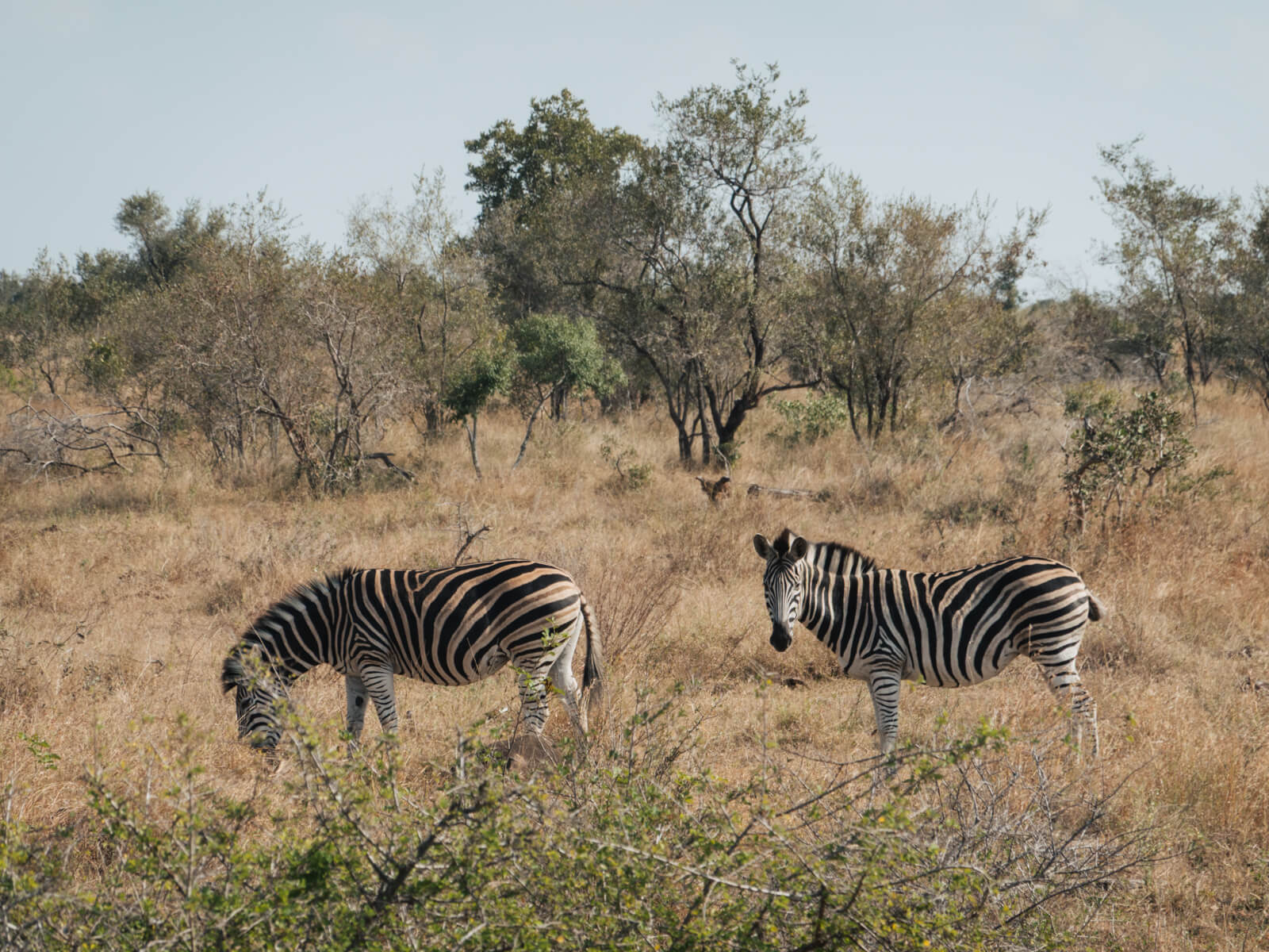 Zebra in Kruger National Park