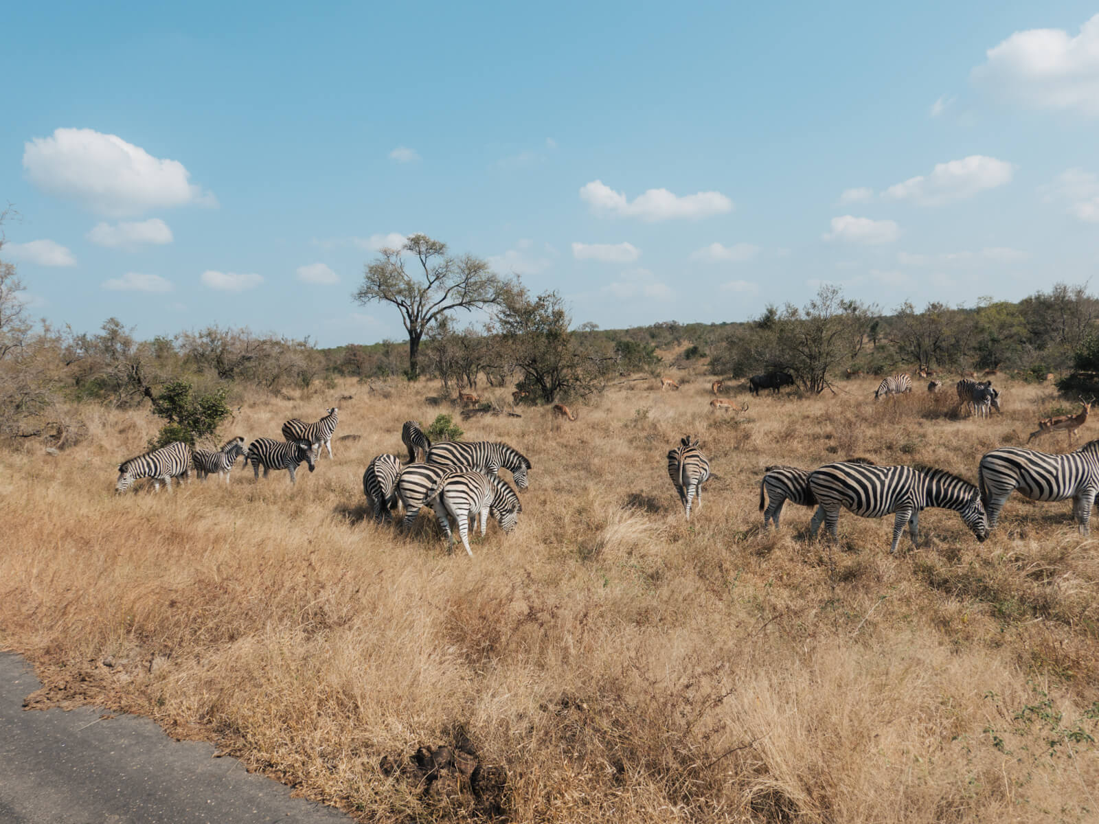Zebras in Kruger National Park